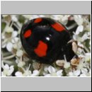 Harmonia axyridis - Asiatischer Marienkaefer 68.jpg